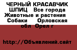 ЧЕРНЫЙ КРАСАВЧИК ШПИЦ - Все города Животные и растения » Собаки   . Орловская обл.,Орел г.